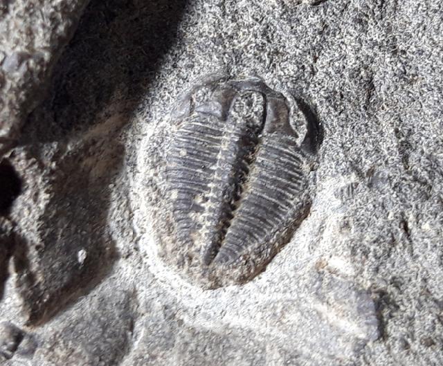 Olenus truncatus (BRNNICH 1871) - Bild © FossNet FossilienStore